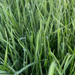 Lolium perenne